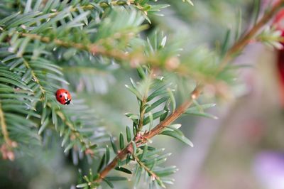 Close-up of ladybug on plant