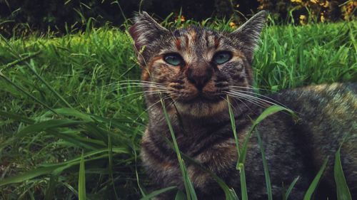 Portrait of cat on grass