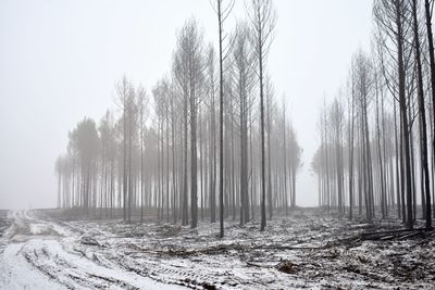 Panoramic shot of trees in forest against sky during winter