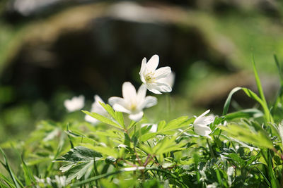 Close-up of white flowering plant