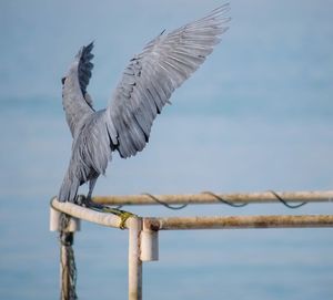 Bird flying over wooden post