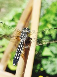 Close-up of dragonfly on plant