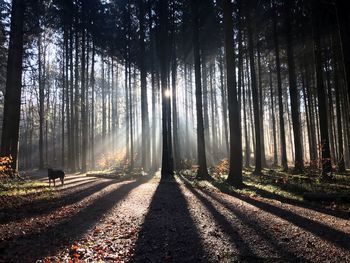 Trees in forest during autumn