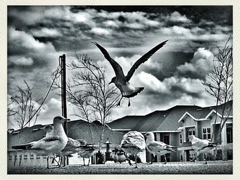 Seagull flying against cloudy sky