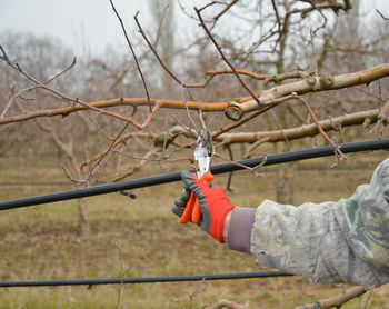 Cropped hand cutting branch