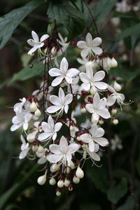 Close-up of white flowers blooming on tree