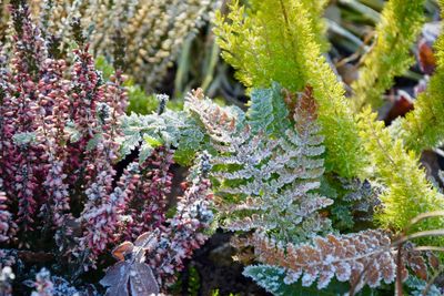 Close-up of flowering plants