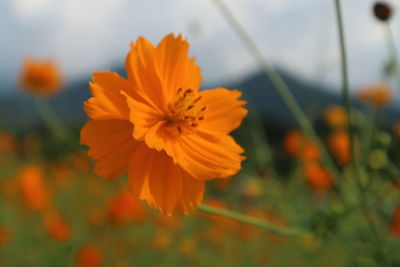 Close-up of yellow cosmos flower blooming on field