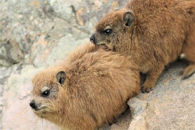 Close-up of a rock hyraxes.