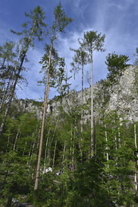 Low angle view of bamboo trees in forest against sky