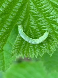 Close-up of fresh green leaves on plant