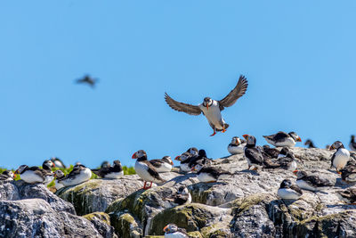 Low angle view of birds flying against clear blue sky