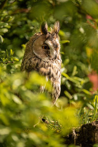 Long eared owl