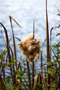 Close-up of wilted plant against lake