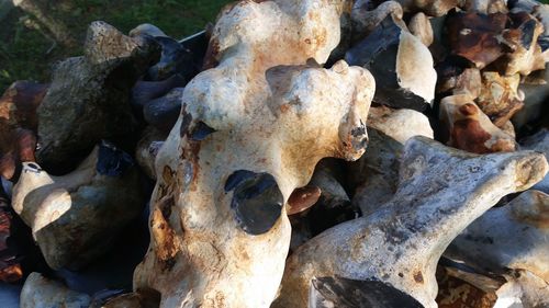 Close-up of animal skull