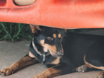 Close-up of dog resting