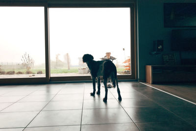 Man and dog standing on floor at home