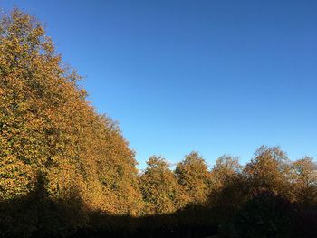 Low angle view of trees against clear blue sky