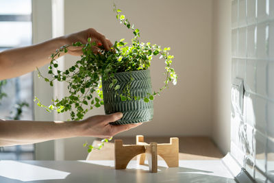 Girl taking care about ficus plant at home, holding houseplant in ceramic pot, touching green leaves