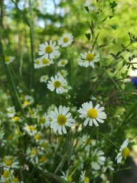 Close-up of daisy flowers on field