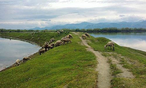 Scenic view of grassy field against cloudy sky