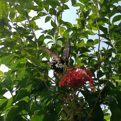 Low angle view of red flowers blooming on tree