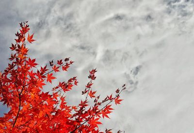 Low angle view of maple tree against sky