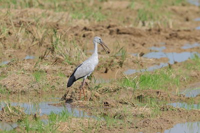 Bird perching on a land