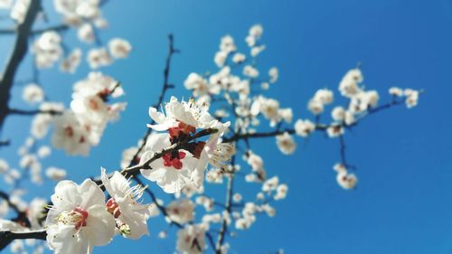 Low angle view of apple blossoms in spring against sky