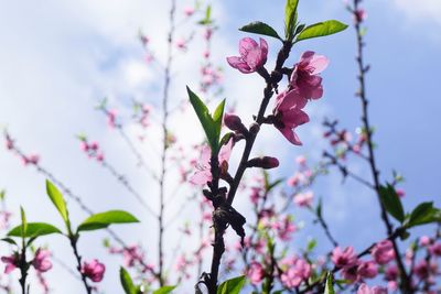 Close-up of pink cherry blossoms