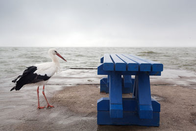 Seagulls on beach