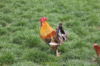 View of a bird on field