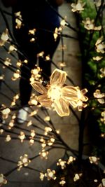 Close-up of illuminated flowers at night