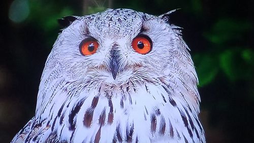 Close-up portrait of owl