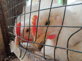 Close-up of a bird in cage
