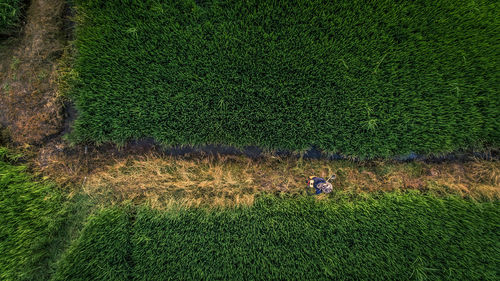 High angle view of man on field