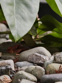 Close-up of stones on rock