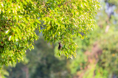 Close-up of bird on branch