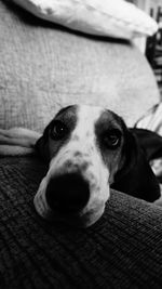 Portrait of basset hound relaxing on sofa at home