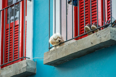 Portrait of dog perching on red house