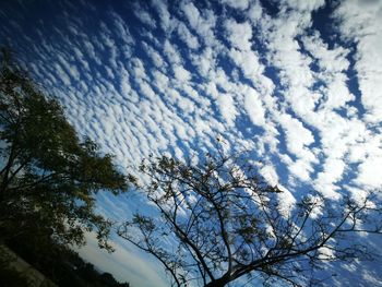 Low angle view of tree against sky