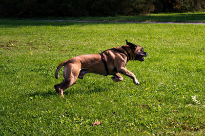 Dog running in grassy field