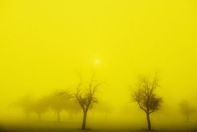 Bare trees on landscape against clear sky