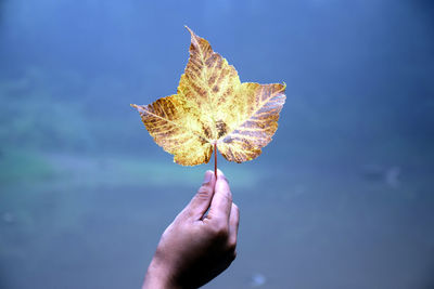 Close-up of hand holding maple leaf