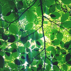 Low angle view of tree