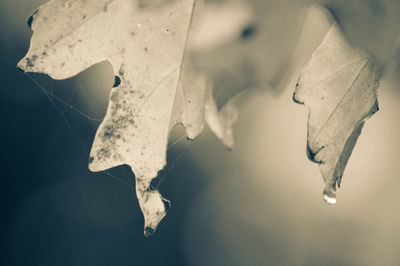 Close-up of leaves