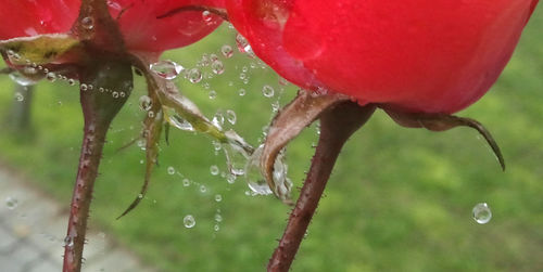 Close-up of water drops on plant