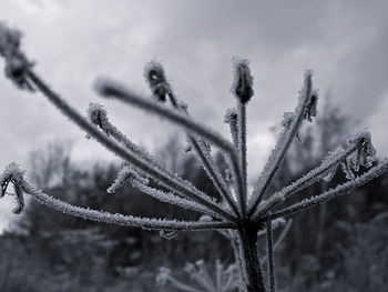 Close-up of frozen plants against sky