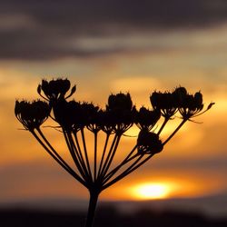 Silhouette trees at sunset