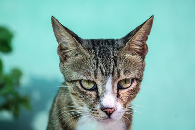 Close-up portrait of cat against blue sky